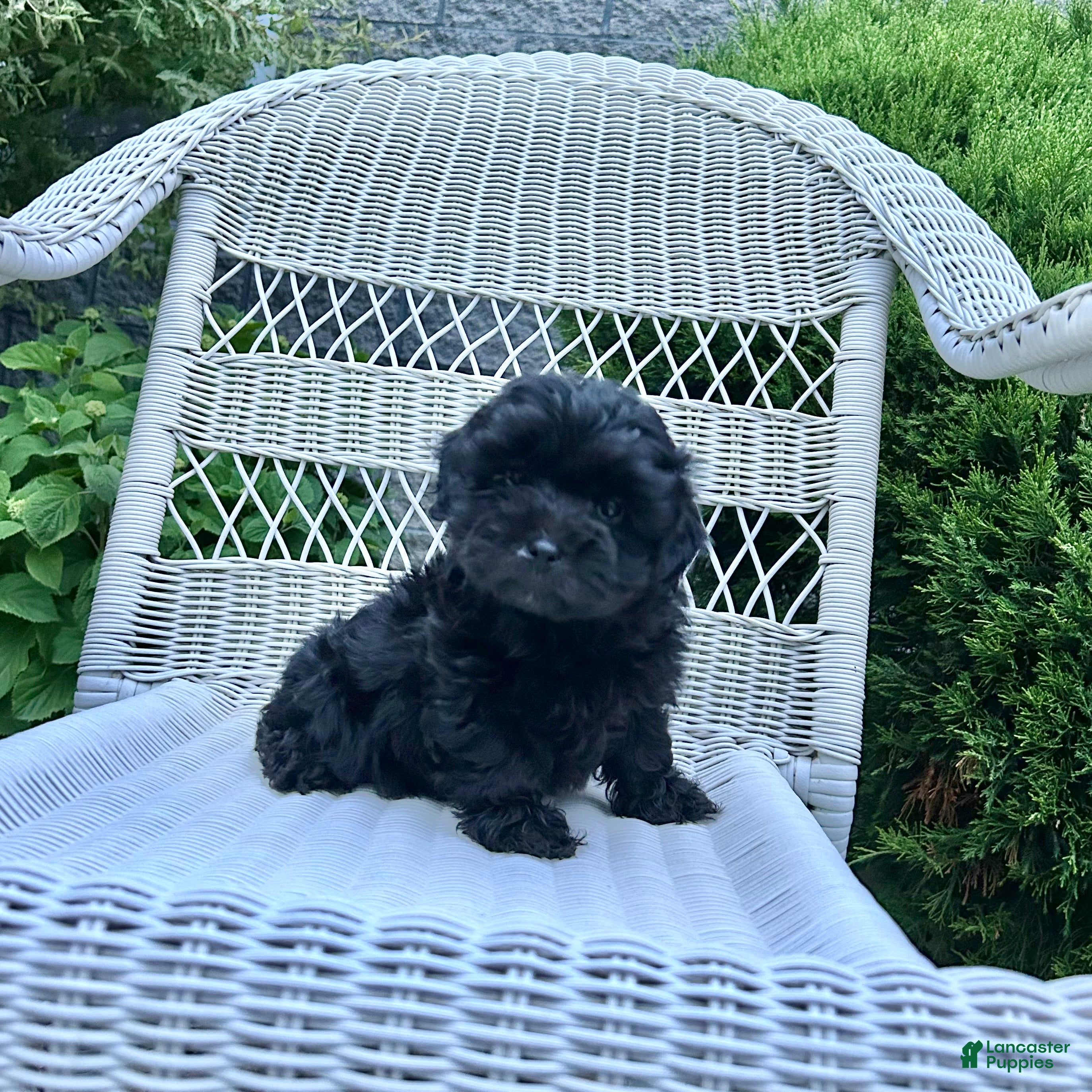Cavapoo dogs Cooper - Ad 1