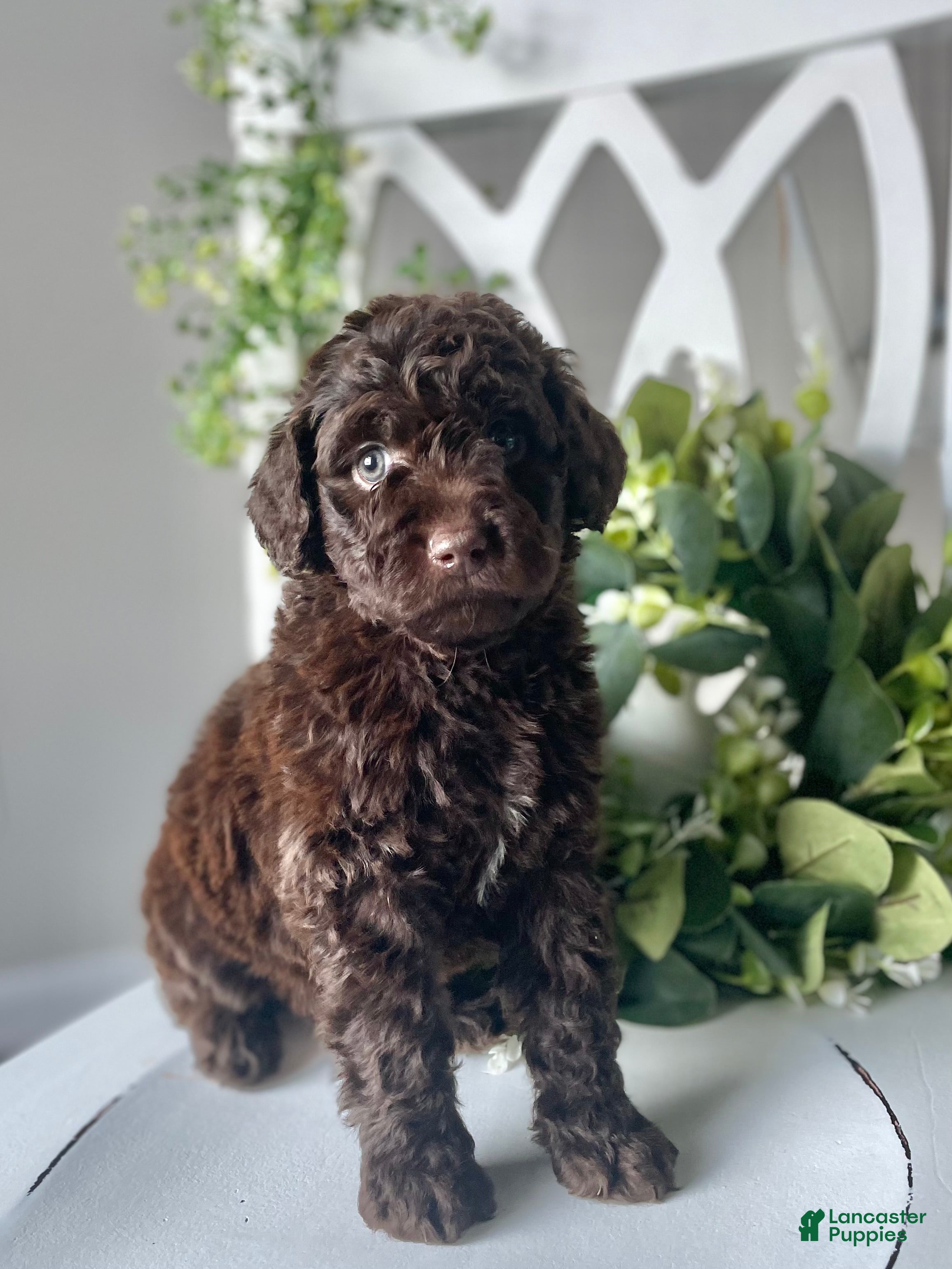 Goldendoodle dogs Mr blue - Ad 1