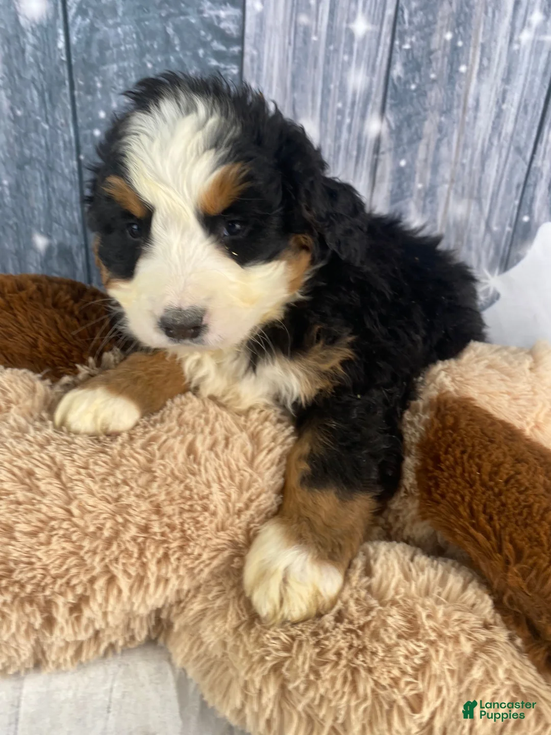 Bernese Mountain Dog dogs for sale: June - Ad 10