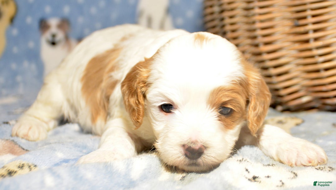 Cavapoo dogs for sale: Cavapoo Puppy 5 Cammie - Ad 3