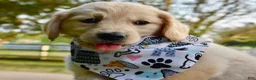 Golden Retriever dogs for sale: Pink Girl 4 - Ad 31