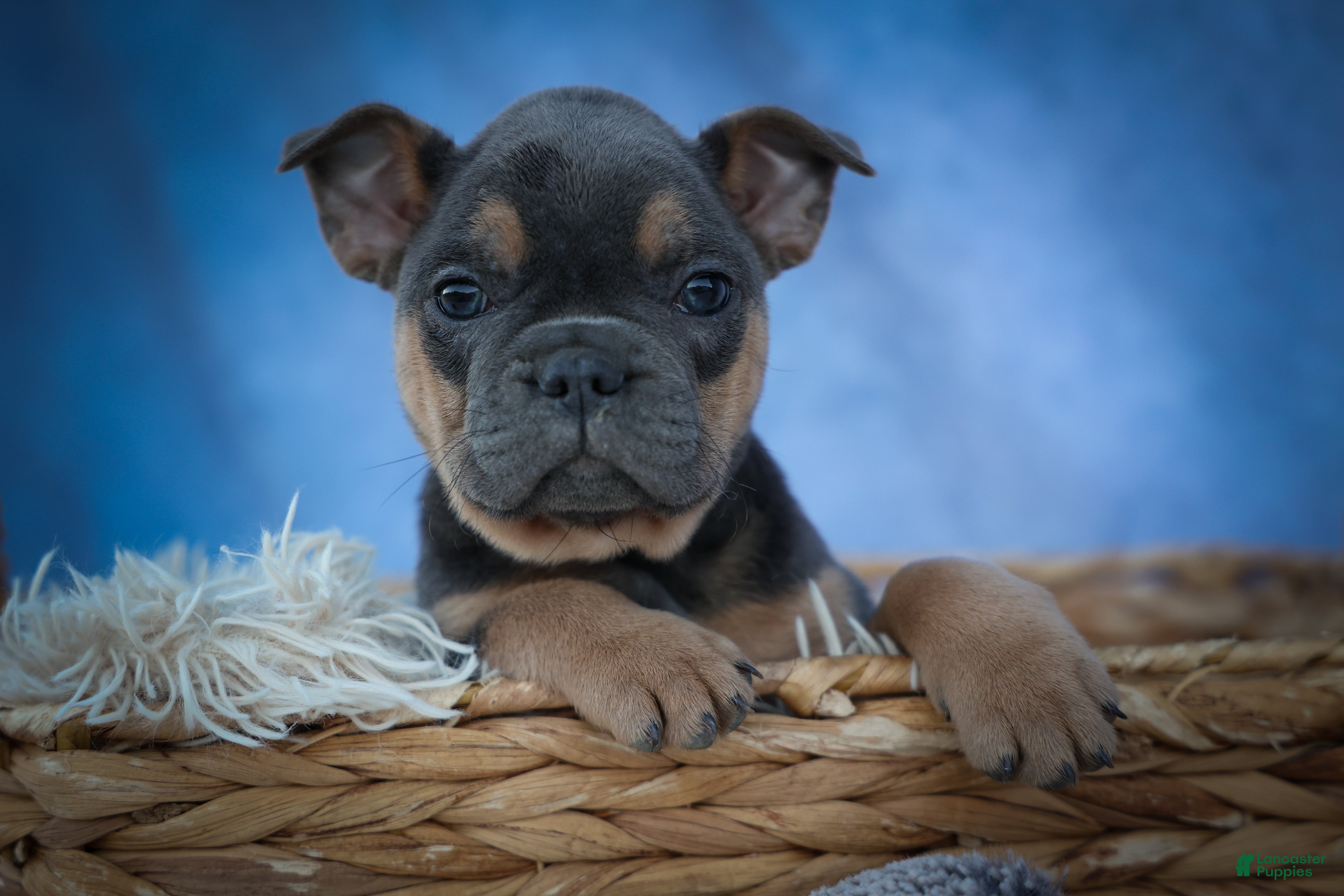 Frenchton dogs Peaches 🍑 — A Charming F2 Frenchton Puppy! - Ad 1