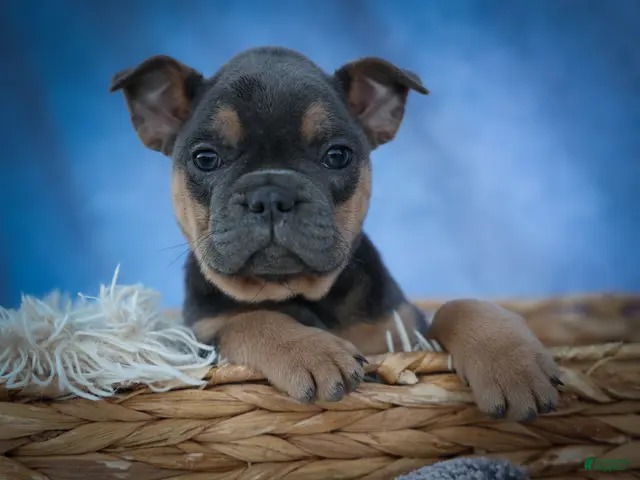 Frenchton dogs Peaches 🍑 — A Charming F2 Frenchton Puppy! - Ad 1