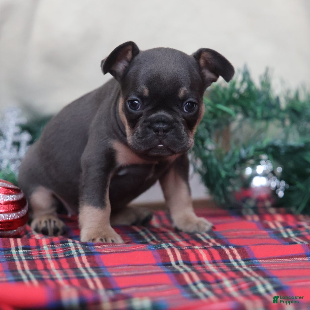 French Bulldog dogs for sale: Ashley  - Ad 8