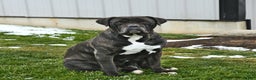 Cane Corso dogs for sale: Meadow - Ad 12