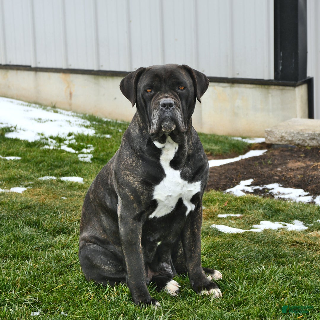 Cane Corso dogs for sale: Meadow - Ad 12