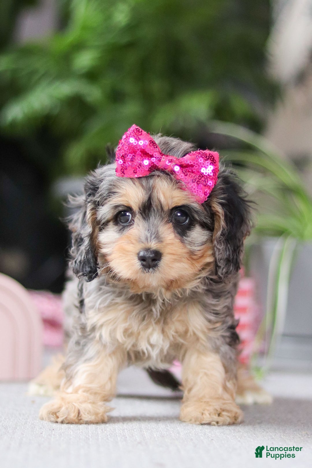 Cavapoo dogs for sale: Nova - Ad 6