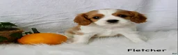 Cavalier King Charles Spaniel dogs for sale: Fletcher - Ad 7