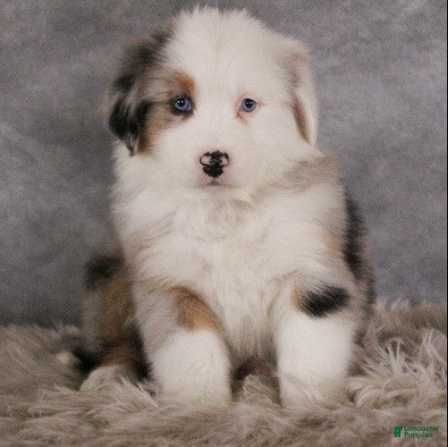 Australian Shepherd dogs Trixie - Ad 15