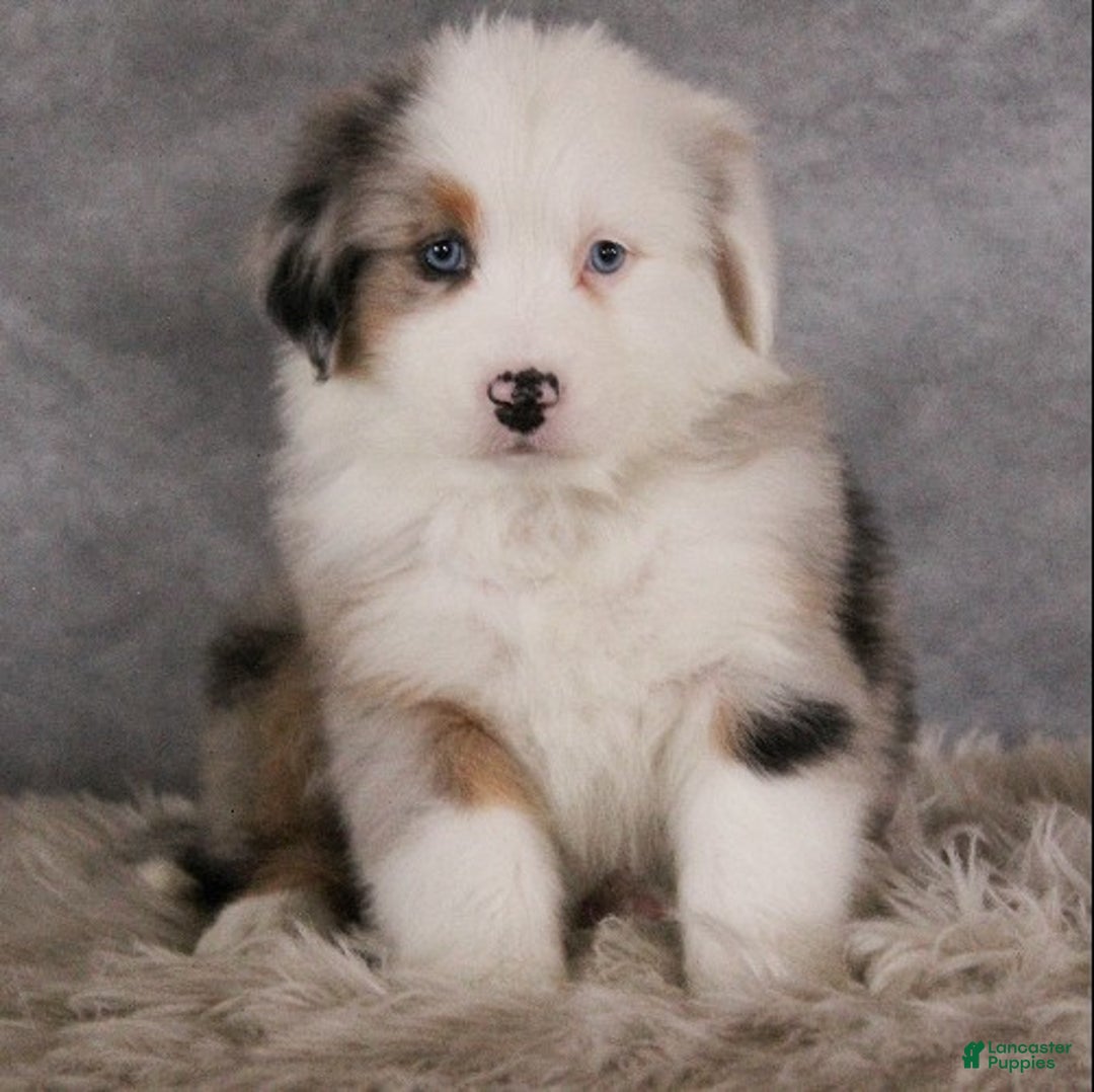 Australian Shepherd dogs for sale: Trixie - Ad 1