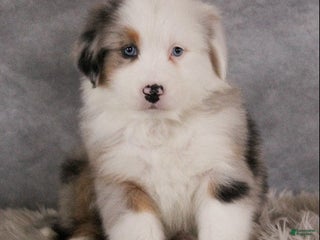 Australian Shepherd dogs Trixie - Ad 15