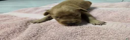 Golden Retriever dogs for sale: (AKC) Chloe - Ad 1