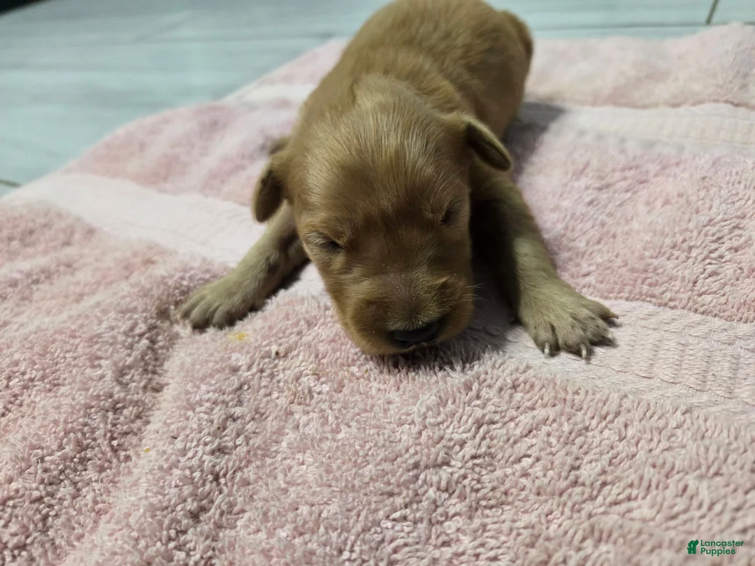 Golden Retriever dogs for sale: (AKC) Chloe - Ad 1