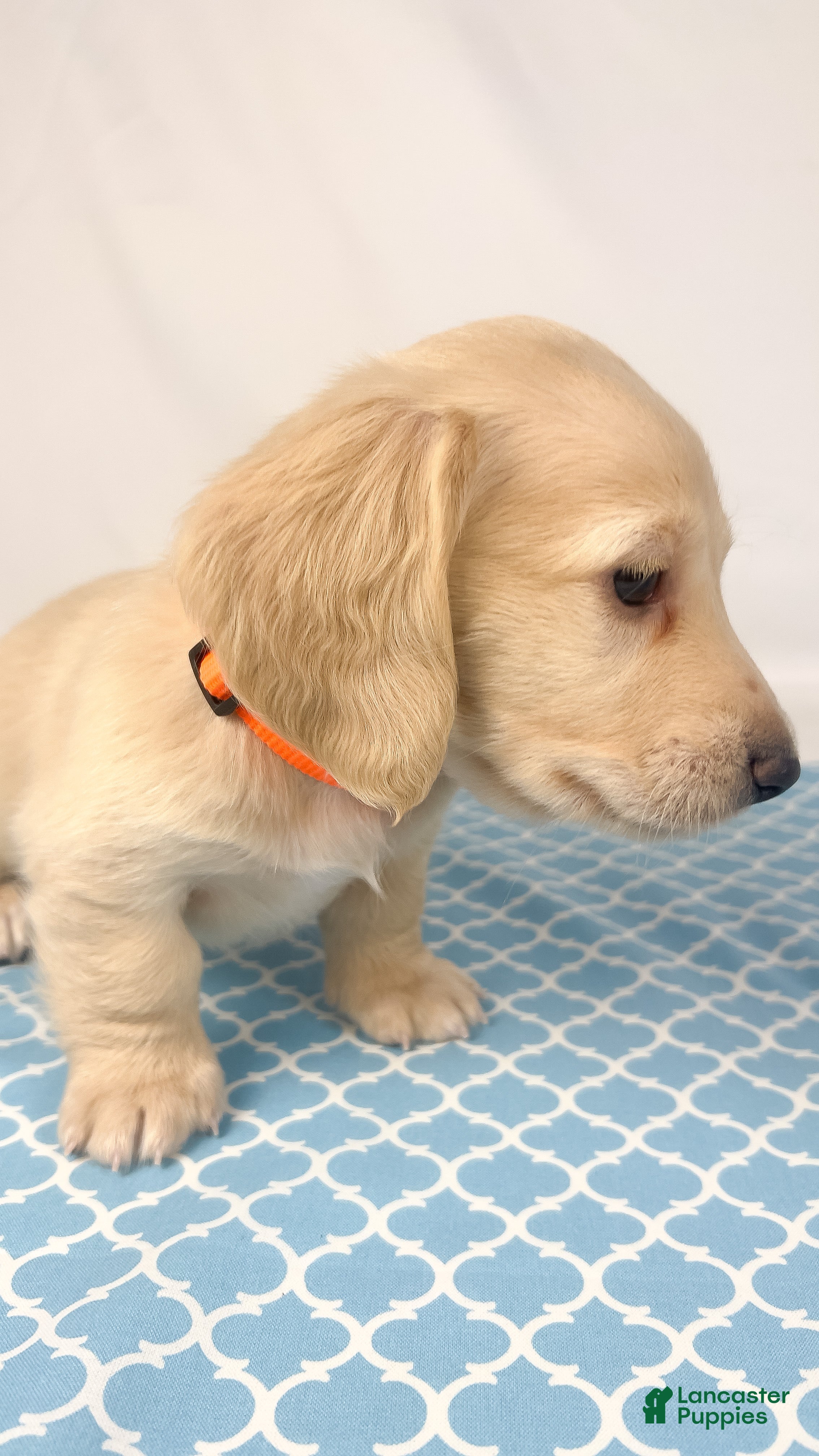 Miniature Dachshund dogs Cheddar - Ad 19