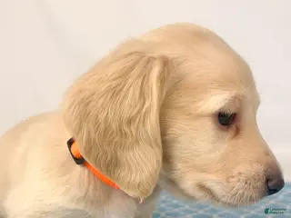 Miniature Dachshund dogs Cheddar - Ad 19