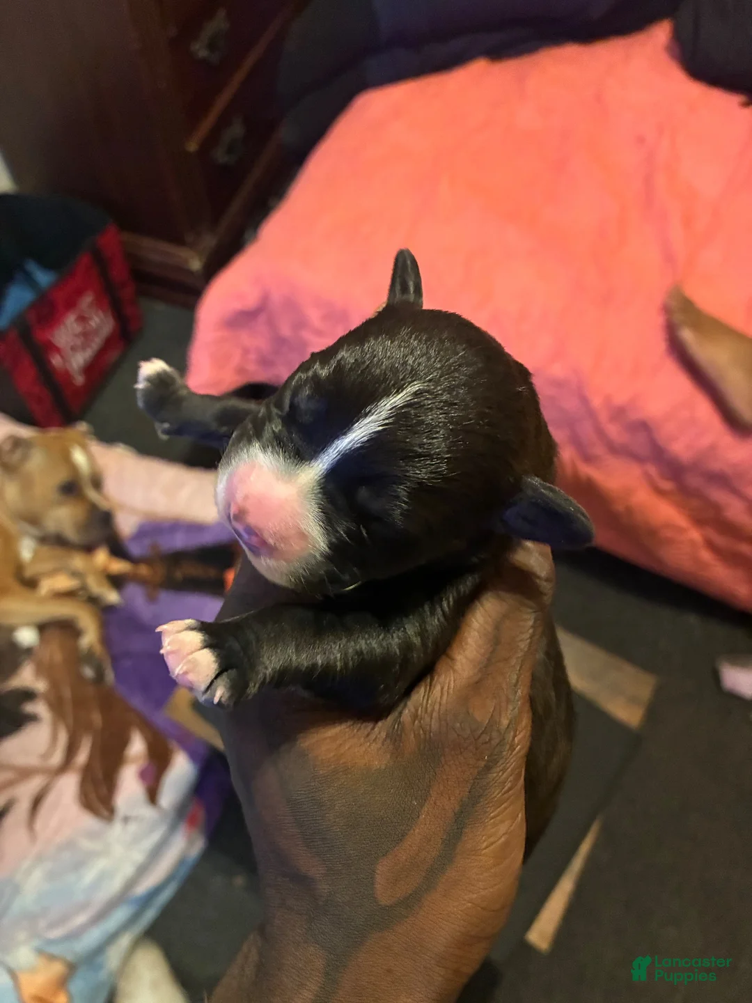 Mixed Breed dogs for sale: Mixed Breed 3 - Ad 1