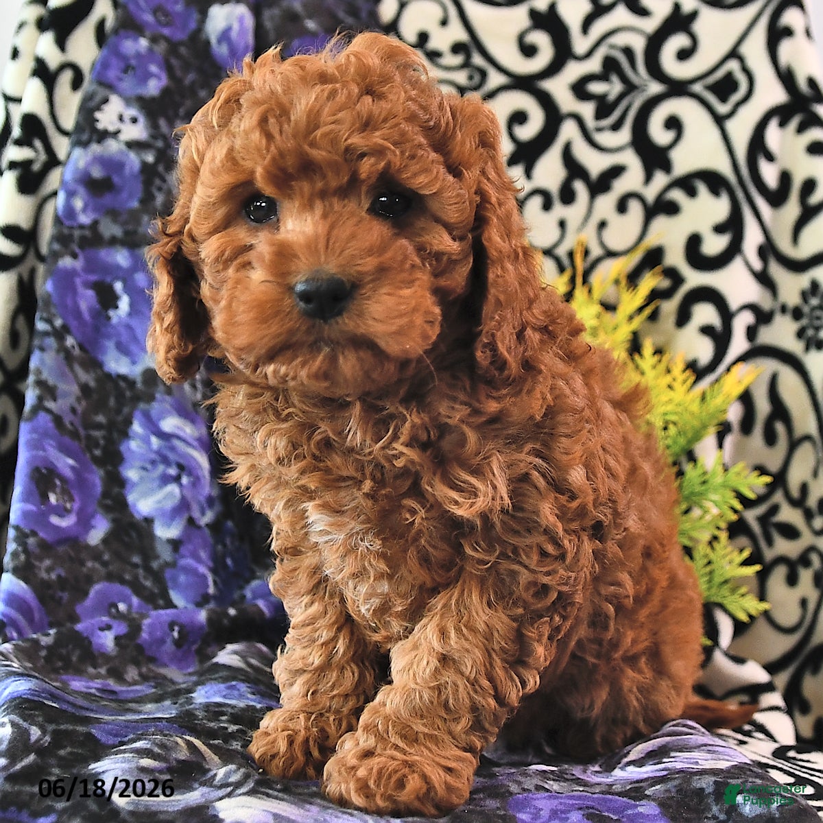 Cavapoo dogs Rosebud - Ad 2