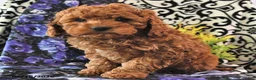 Cavapoo dogs for sale: Rosebud - Ad 2