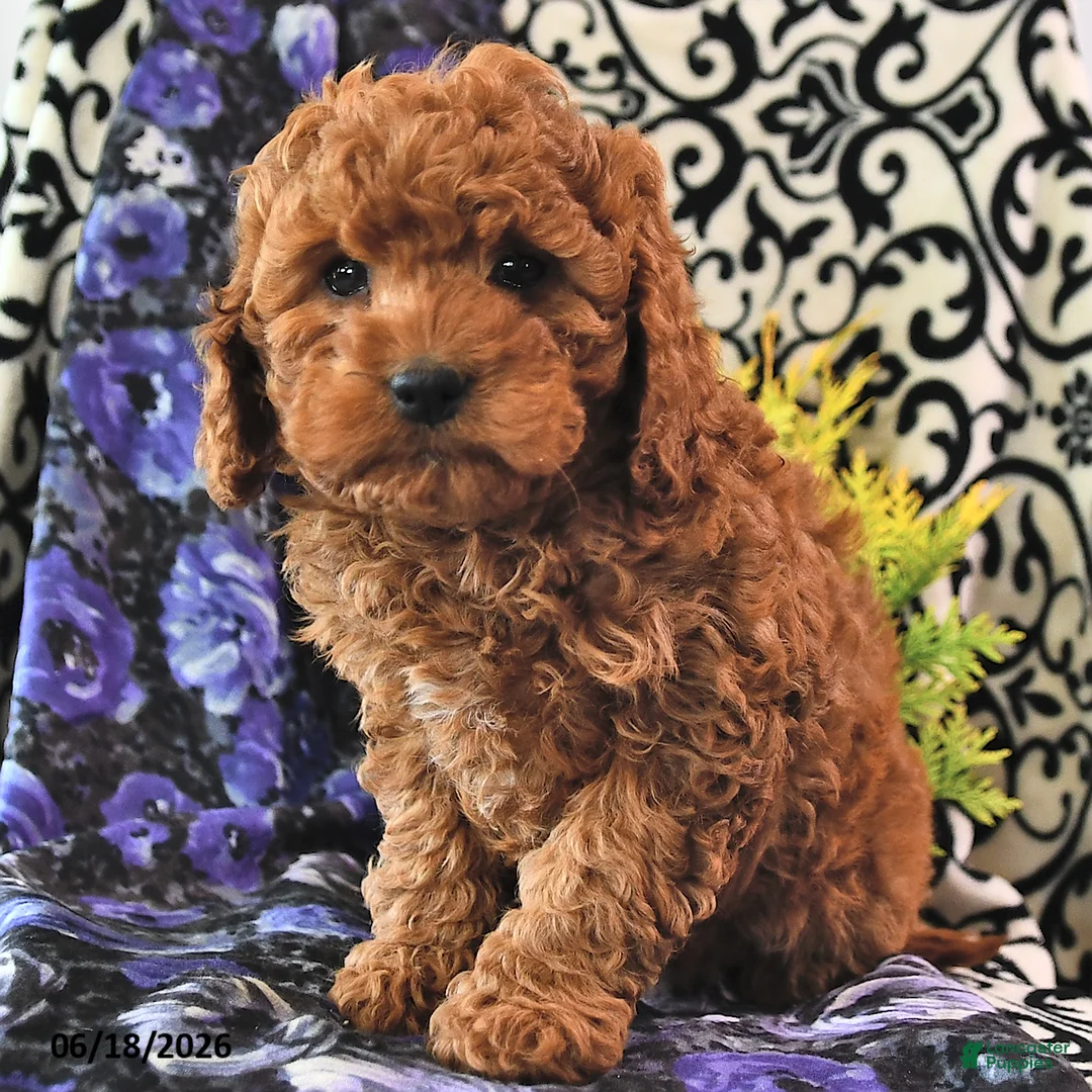Cavapoo dogs for sale: Rosebud - Ad 2