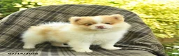 Pomeranian dogs for sale: Sailor  - Ad 1