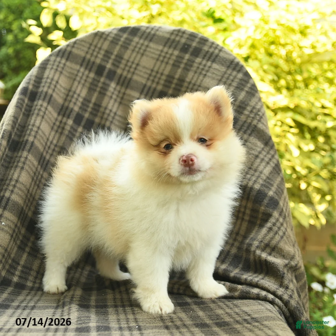 Pomeranian dogs for sale: Sailor  - Ad 1
