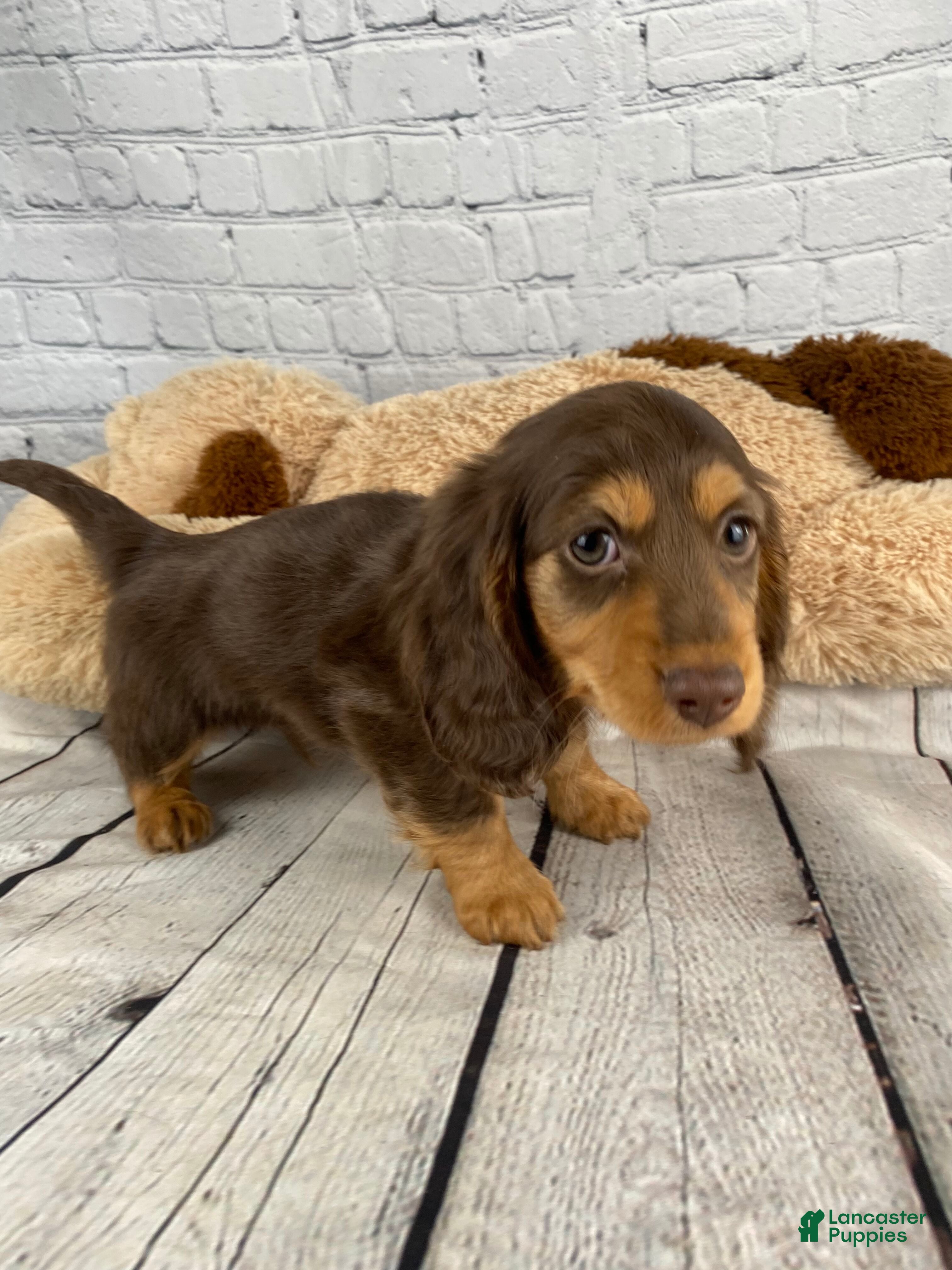 Miniature Dachshund dogs Bronie - Ad 1