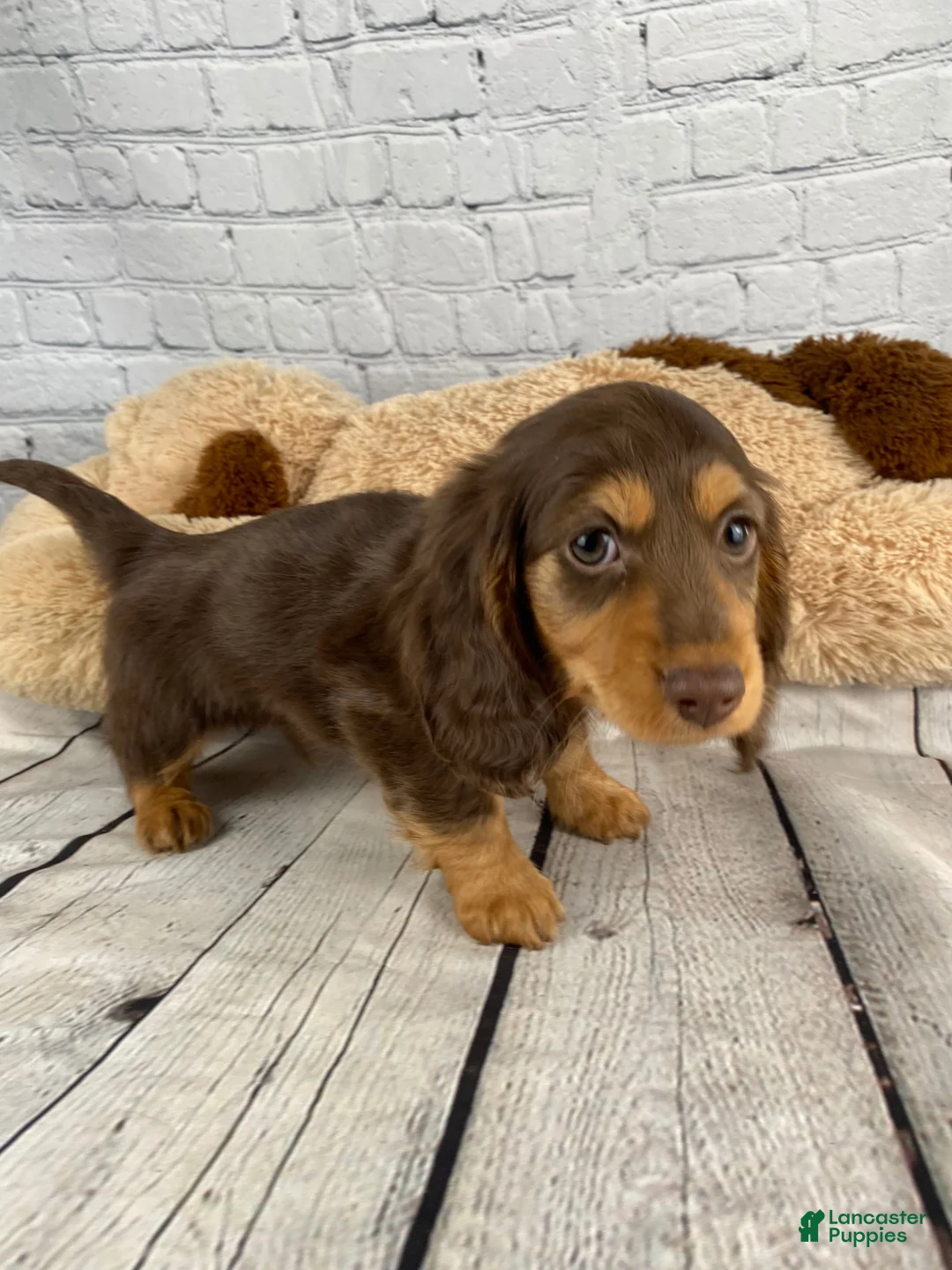 Miniature Dachshund dogs for sale: Bronie - Ad 1