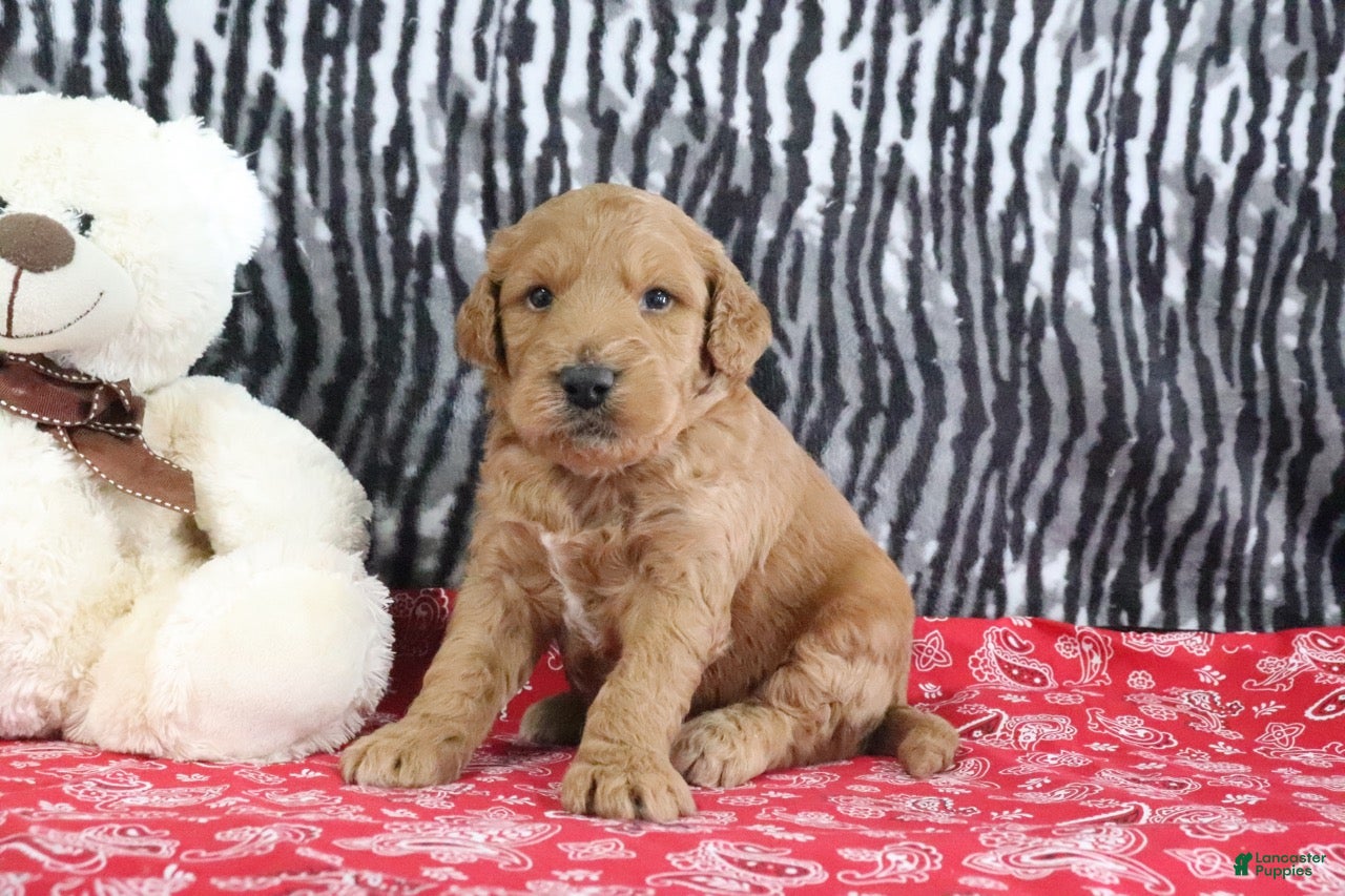 Mini Goldendoodle dogs Mason - Ad 1