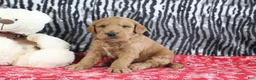 Mini Goldendoodle dogs for sale: Mason - Ad 1