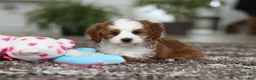 Cavapoo dogs for sale: Princess - Ad 15