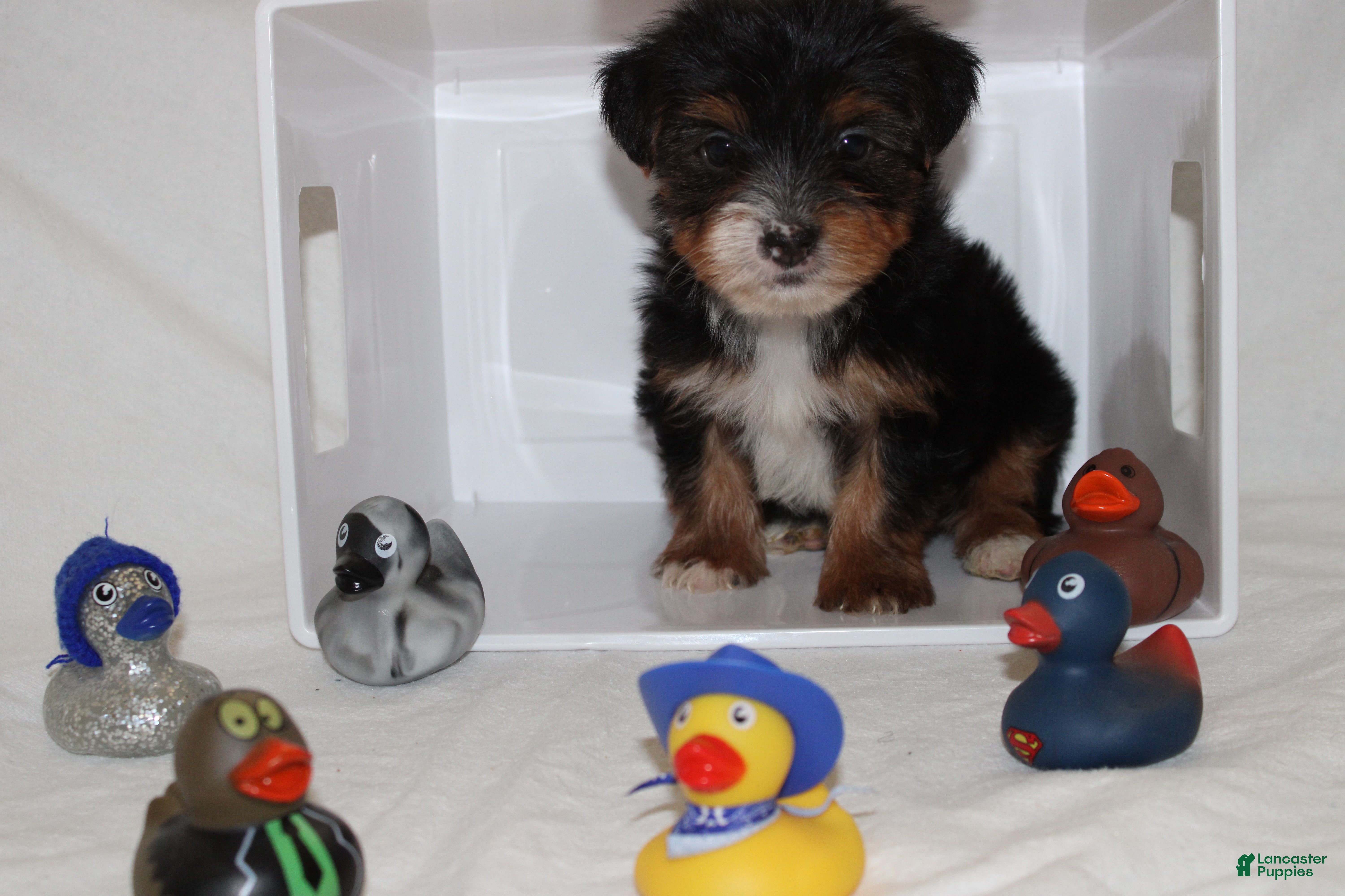 Yorkshire Terrier dogs Kaiden - Ad 1