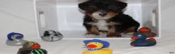 Yorkshire Terrier dogs for sale: Kaiden - Ad 1