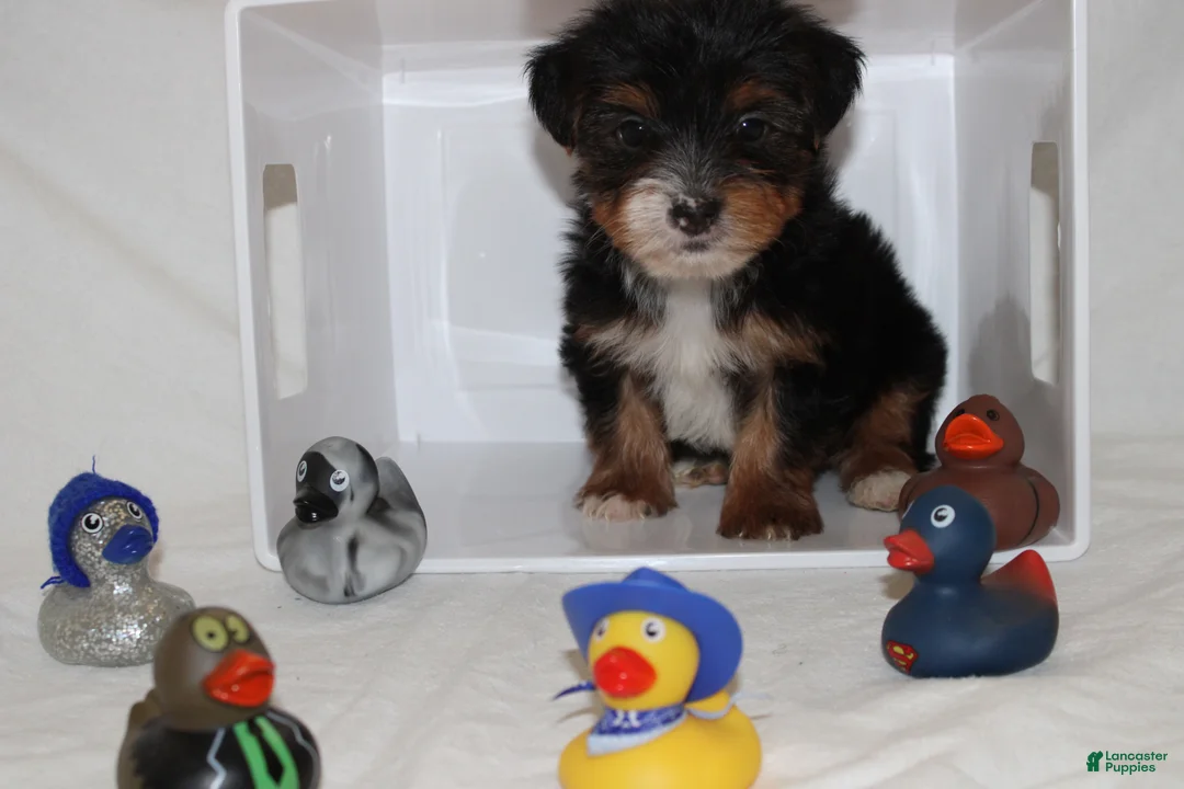 Yorkshire Terrier dogs for sale: Kaiden - Ad 1