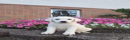 Labrador Retriever dogs for sale: Arch - Ad 7