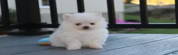 Pomeranian dogs for sale: Mochi - Ad 23