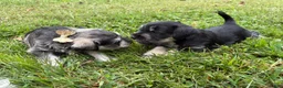 Standard Schnauzer dogs for sale: Athena (Gray) - Ad 7