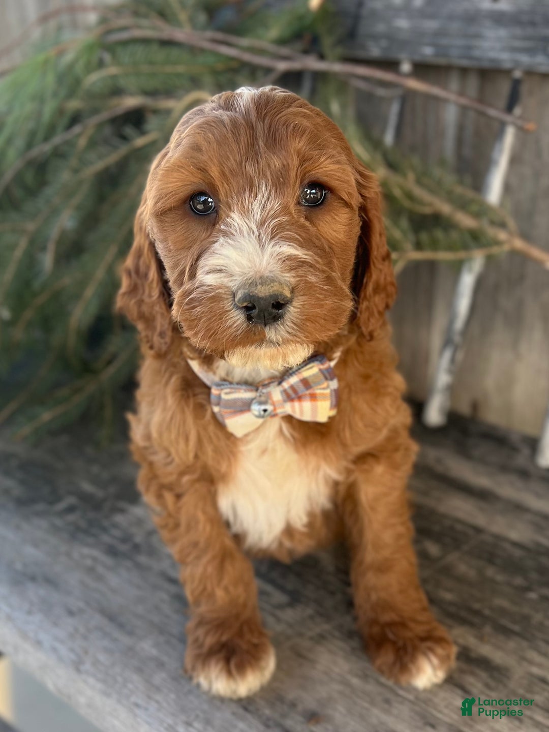 Irish Doodle dogs for sale: Nicholas  - Ad 5