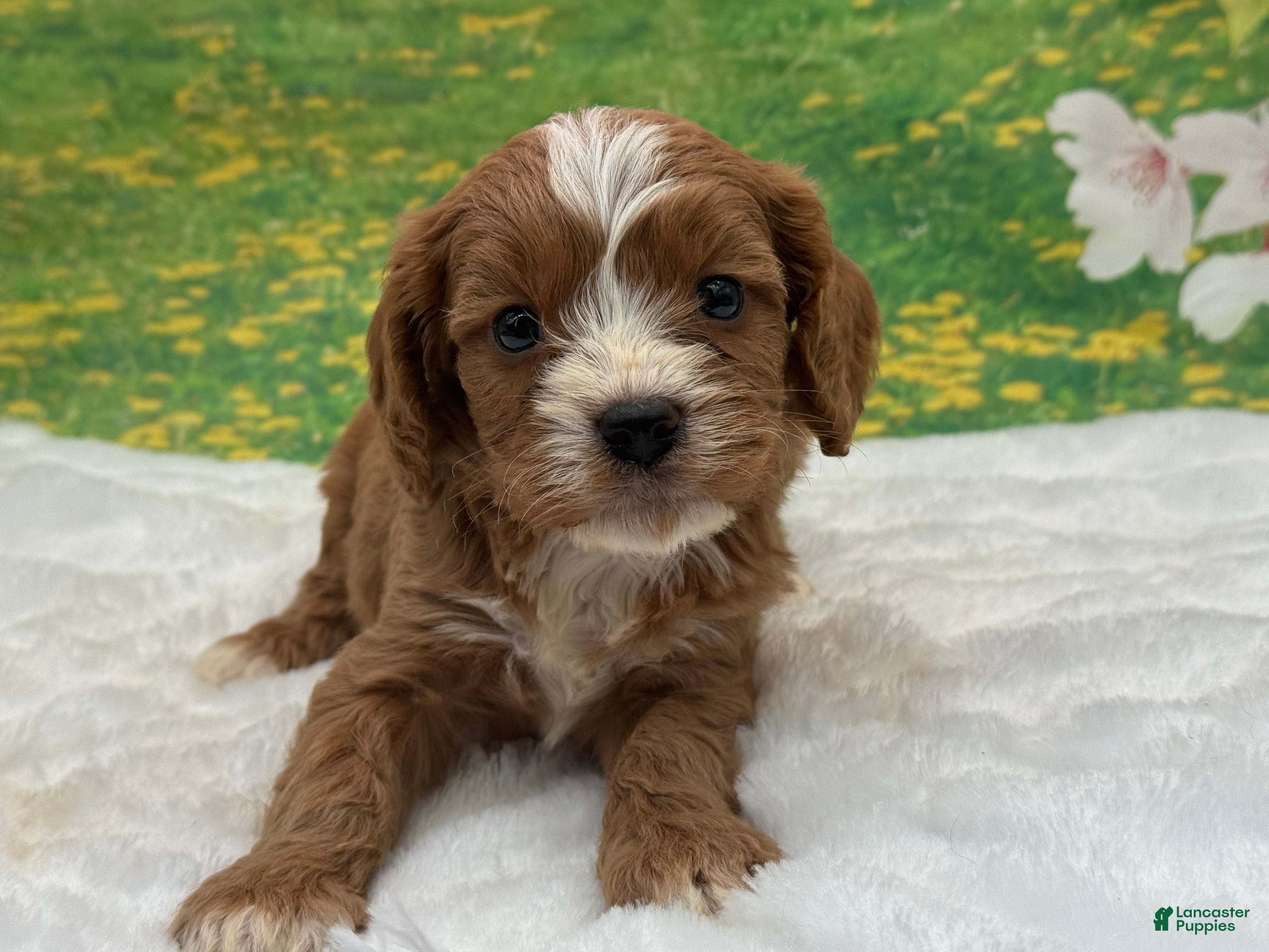 Cavapoo dogs Kingston - Ad 8