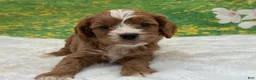 Cavapoo dogs for sale: Kingston - Ad 1