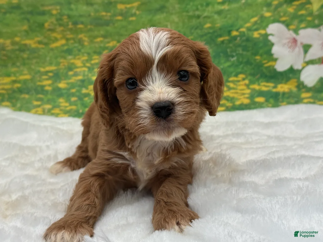 Cavapoo dogs for sale: Kingston - Ad 1
