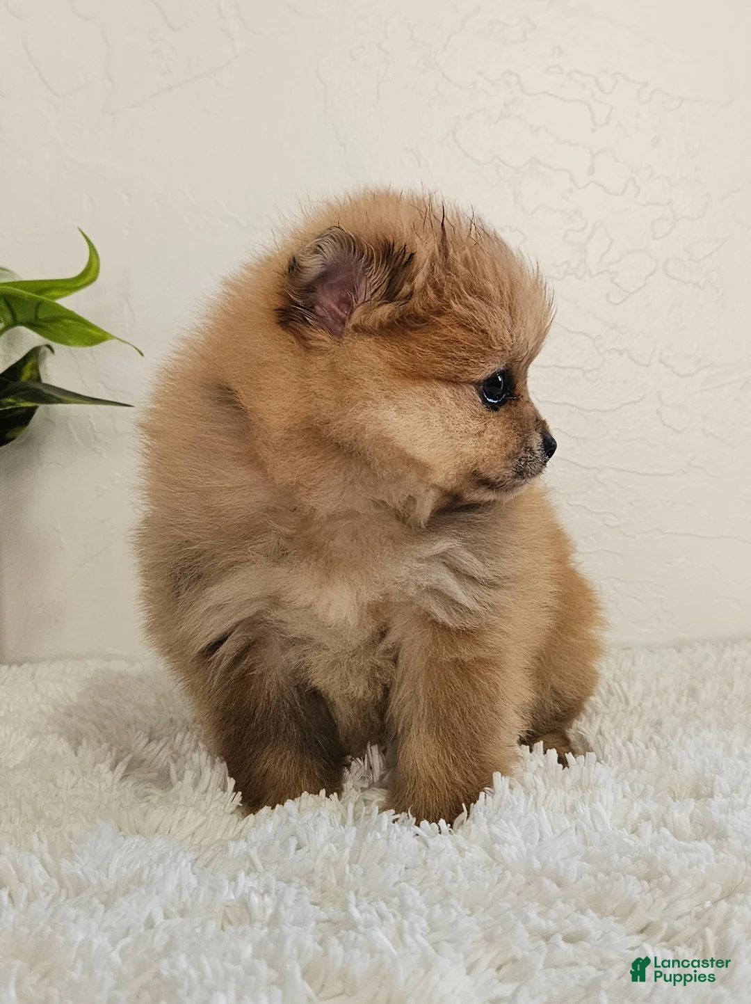 Pomeranian dogs for sale: Lena - Ad 7