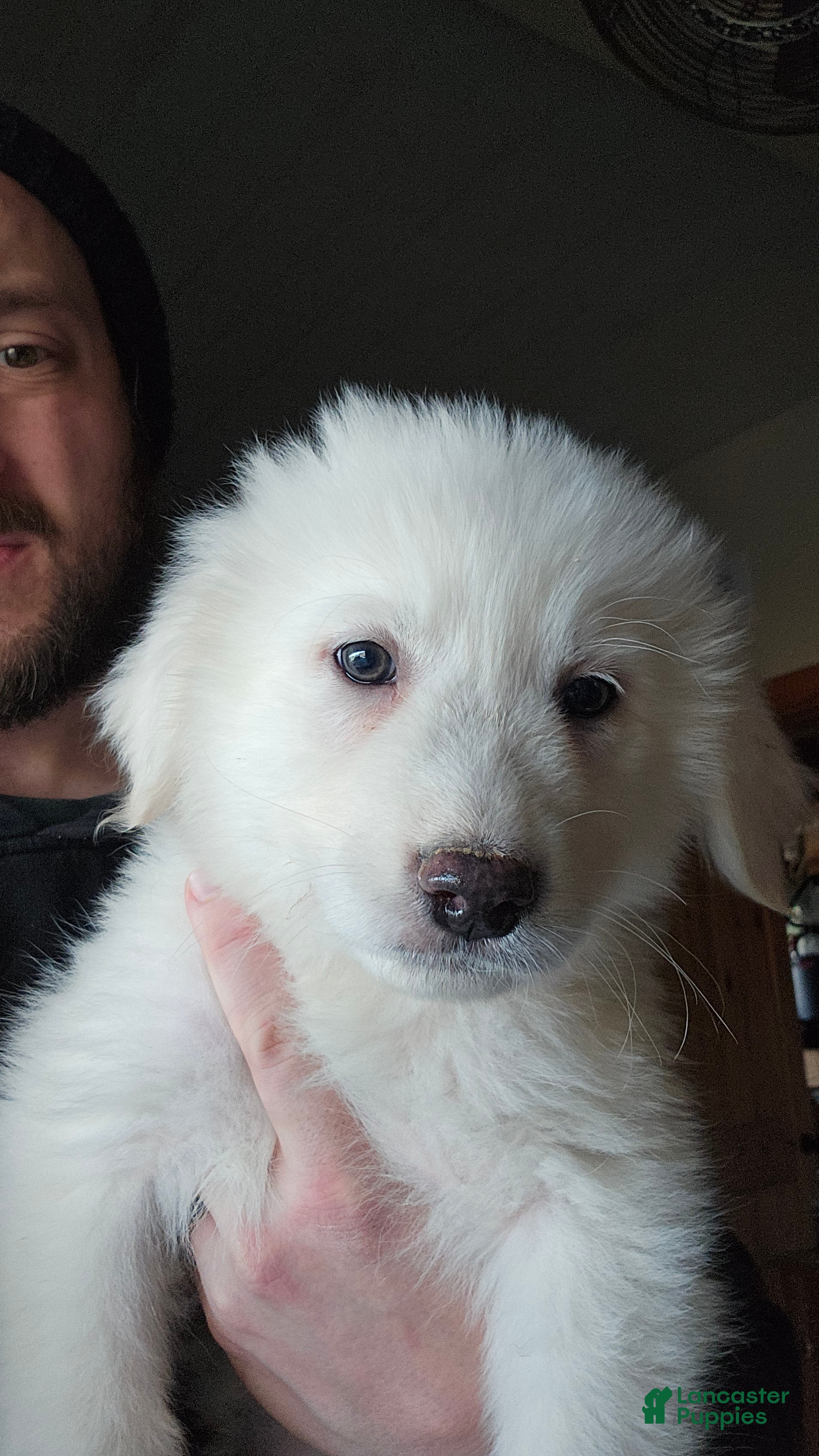 Great Pyrenees dogs Great Pyrenees Puppy 4 - Ad 3
