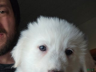 Great Pyrenees dogs Great Pyrenees Puppy 4 - Ad 41