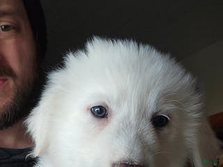 Great Pyrenees dogs Great Pyrenees Puppy 4 - Ad 2