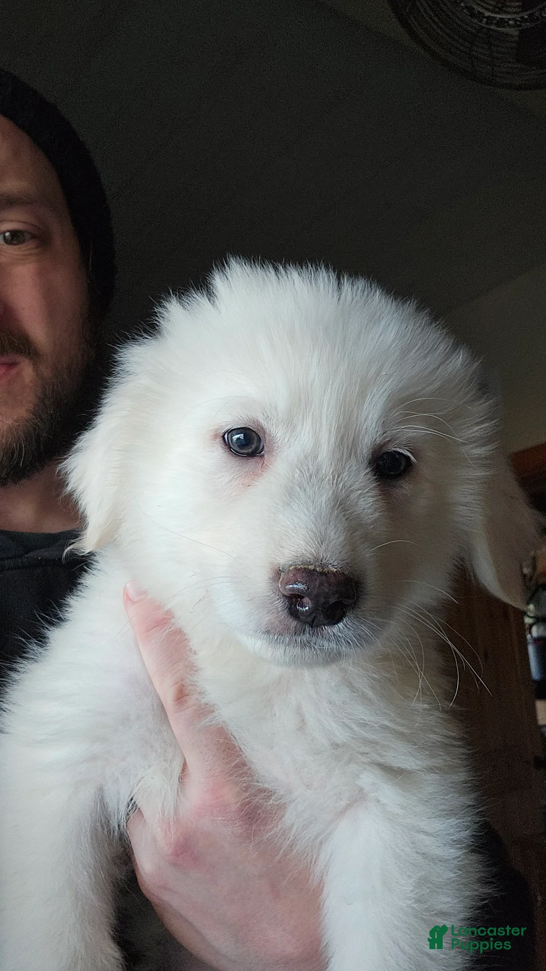 Great Pyrenees dogs for sale: Great Pyrenees Puppy 4 - Ad 1