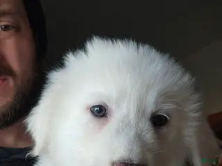 Great Pyrenees dogs for sale: Great Pyrenees Puppy 4 - Ad 3