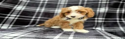 Cavapoo dogs for sale: Mosely - Ad 4