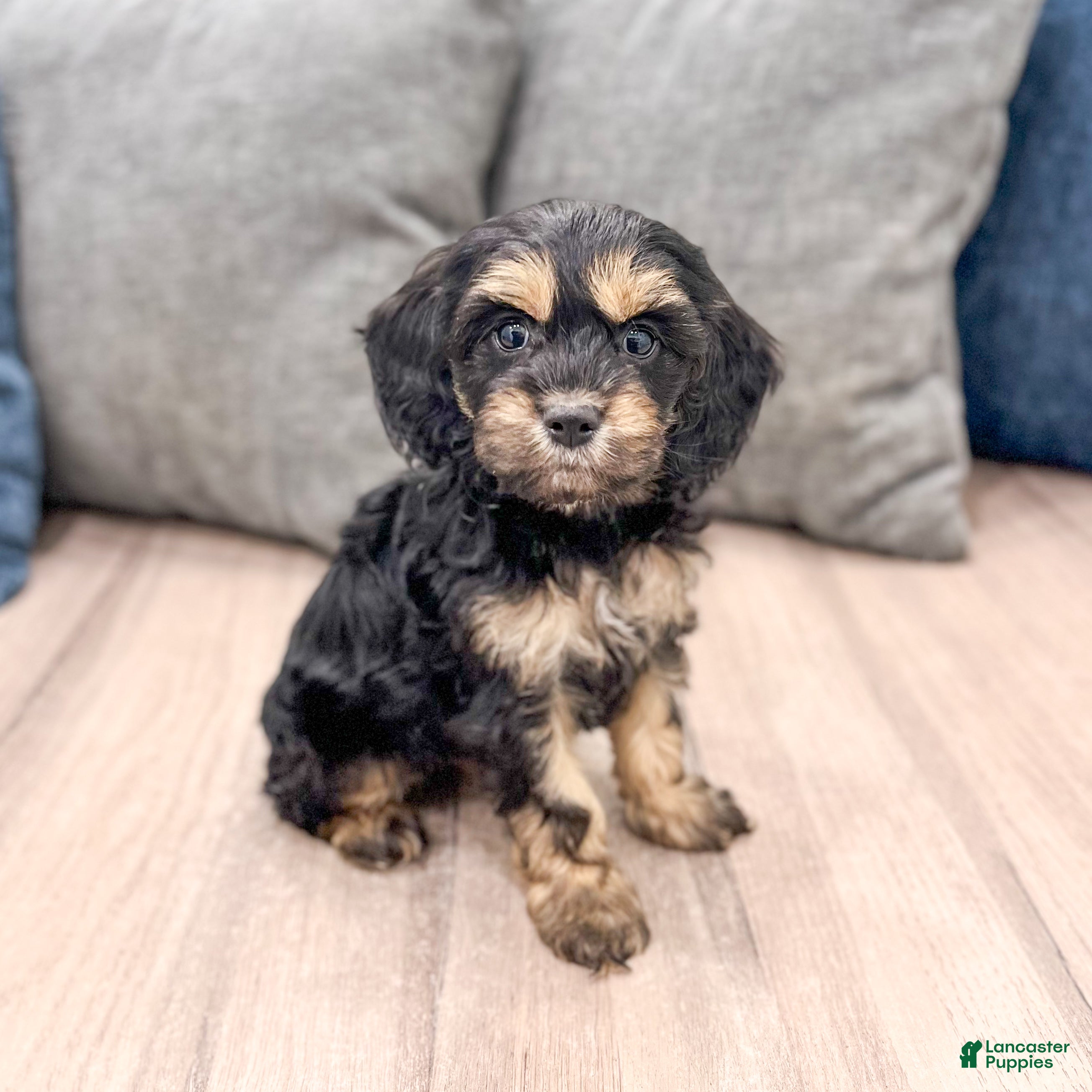 Cockapoo dogs Pepper - Ad 1