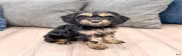 Cockapoo dogs for sale: Pepper - Ad 3