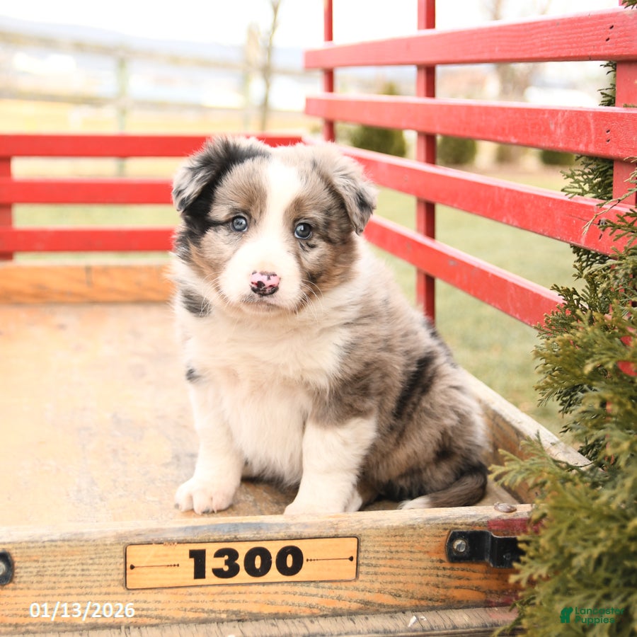 Mixed Breed dogs Buddy - Ad 33